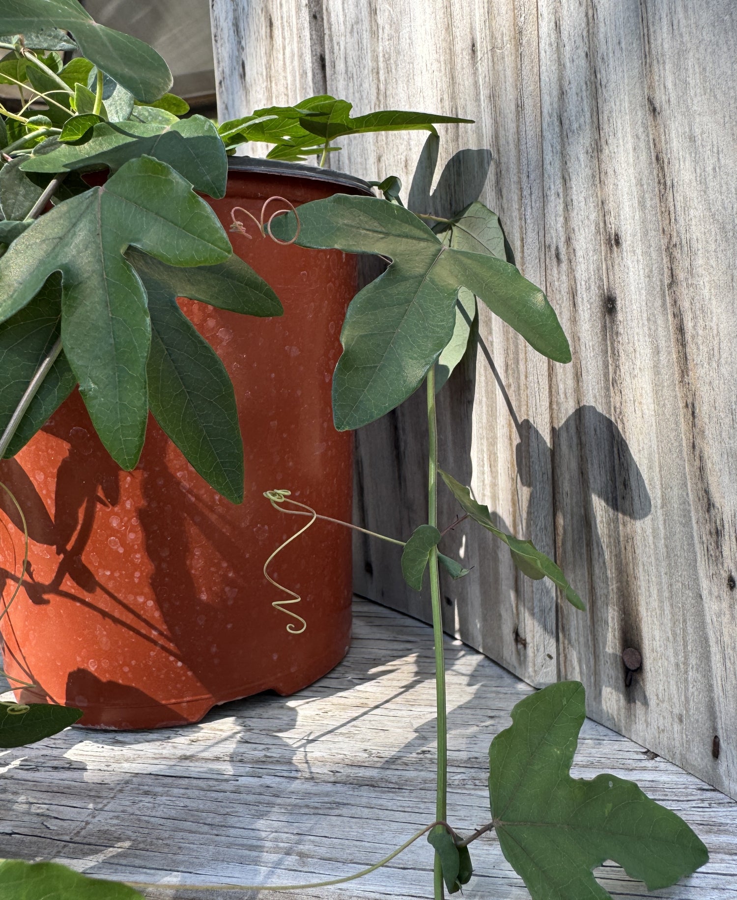 Passion Vine growing