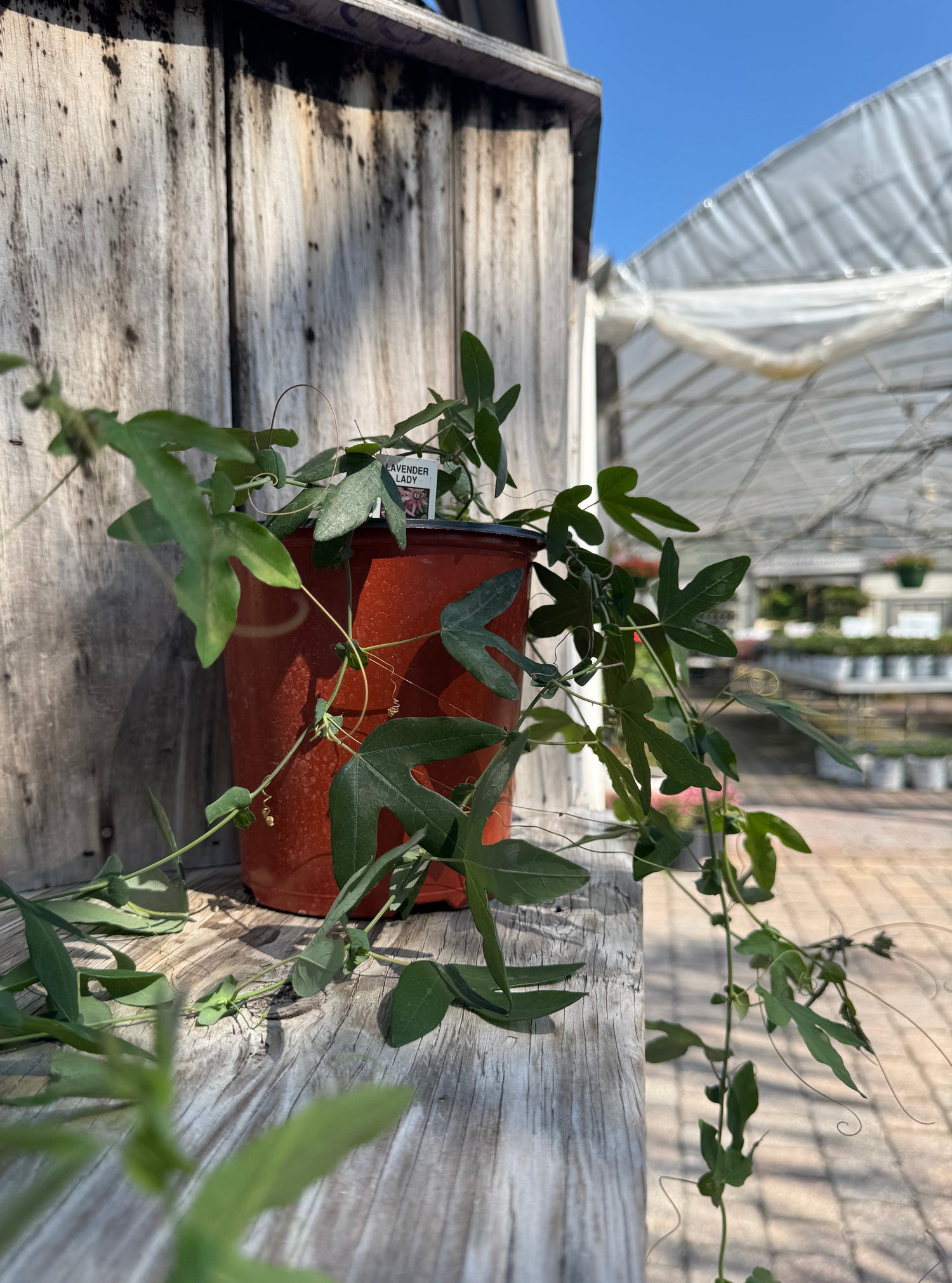 Passion Vine with long stems and flower buds