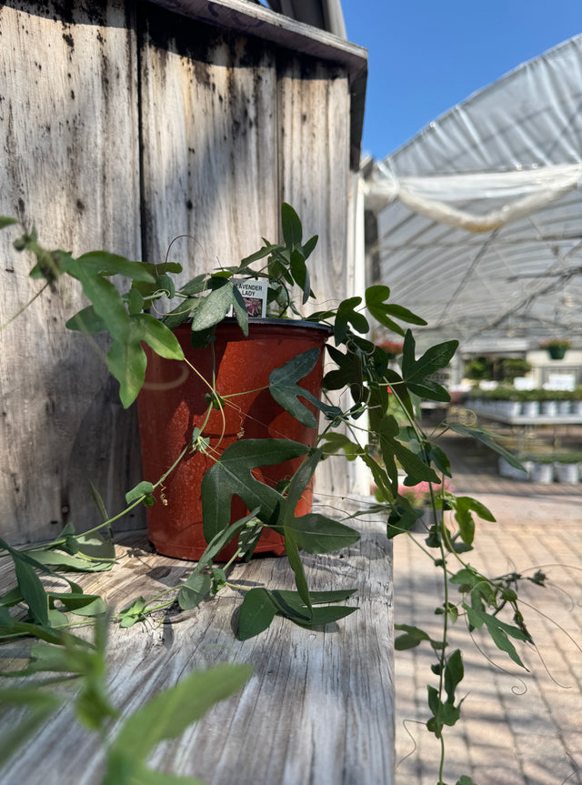 Passion Vine with long stems and flower buds