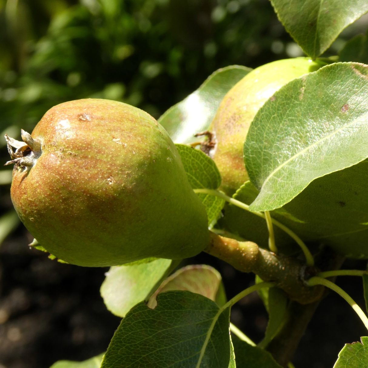 Pear Tree