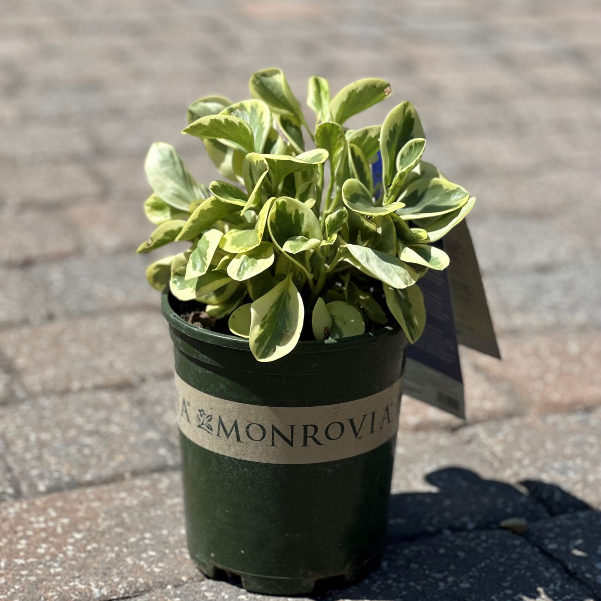 Peperomia – Liberty Landscape Supply