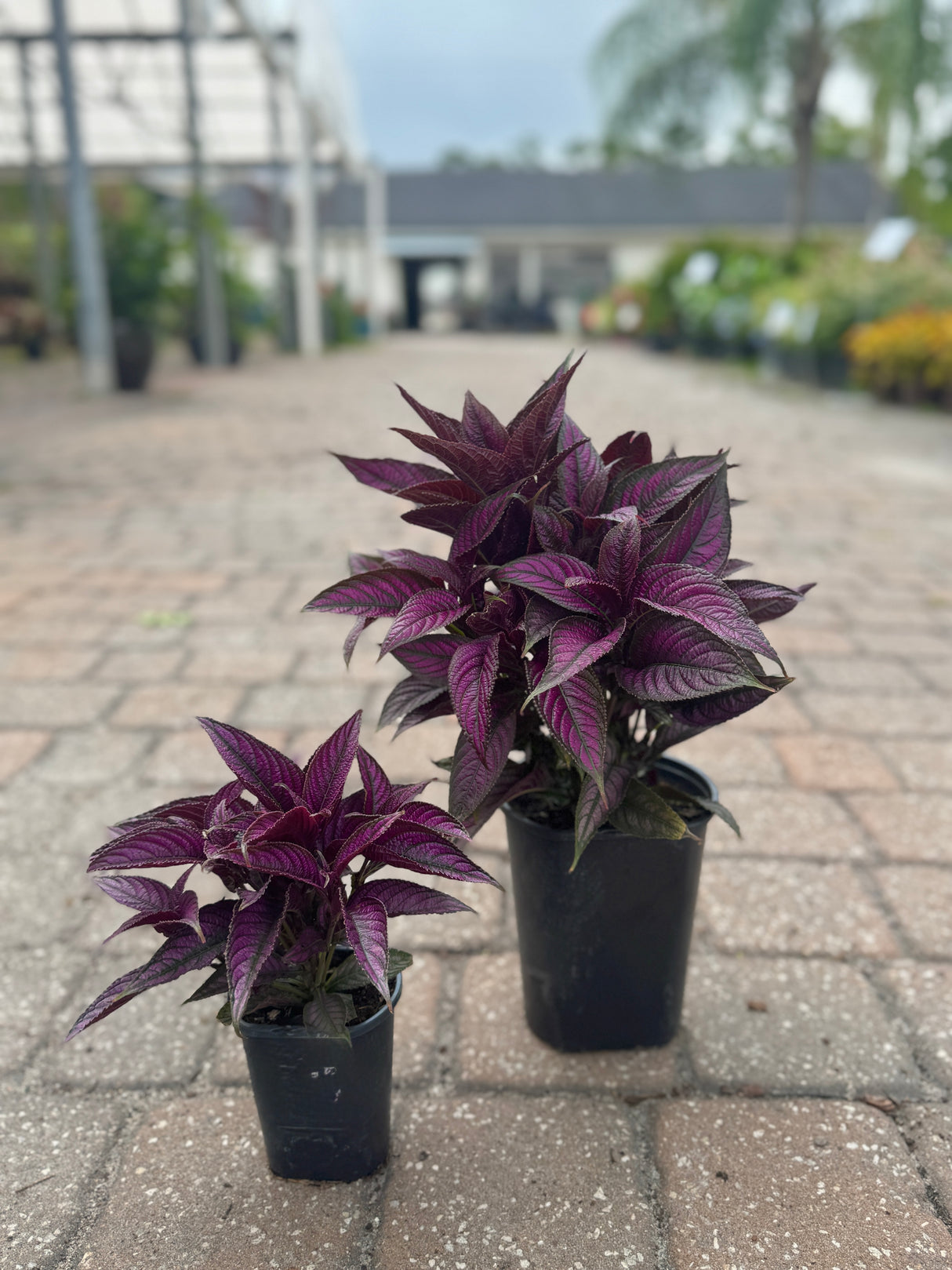 persian shield plants side by side