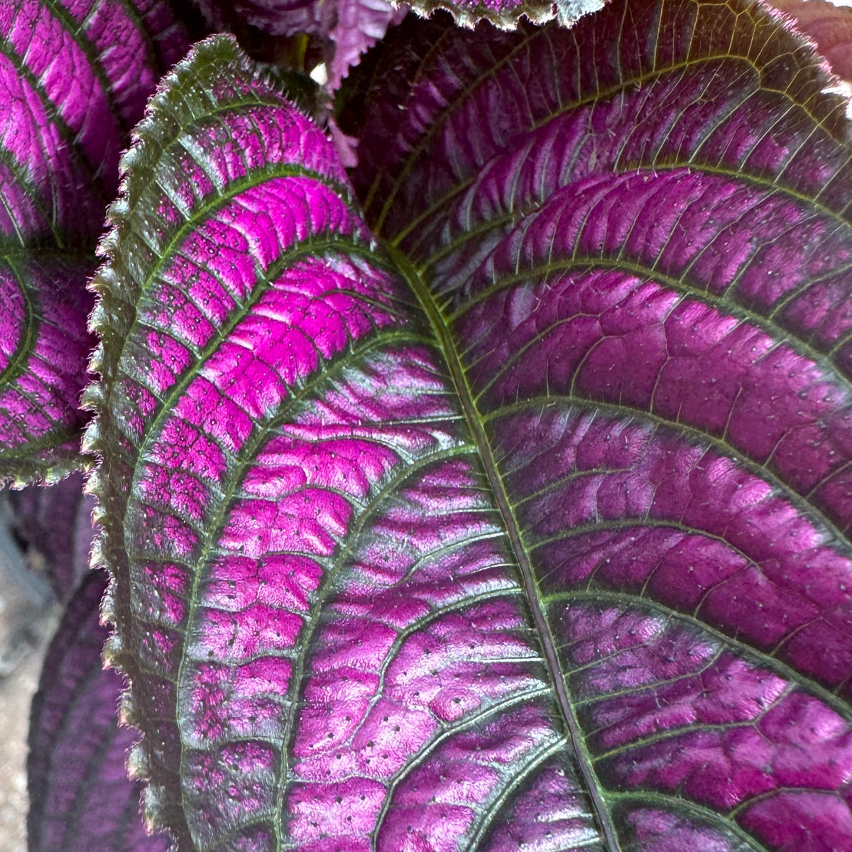Persian Shield – Liberty Landscape Supply