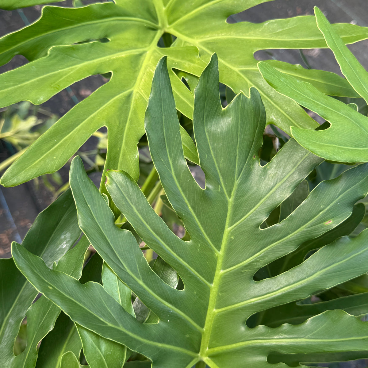 Philodendron – Liberty Landscape Supply