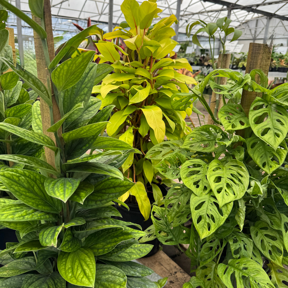 Philodendron Totem – Liberty Landscape Supply