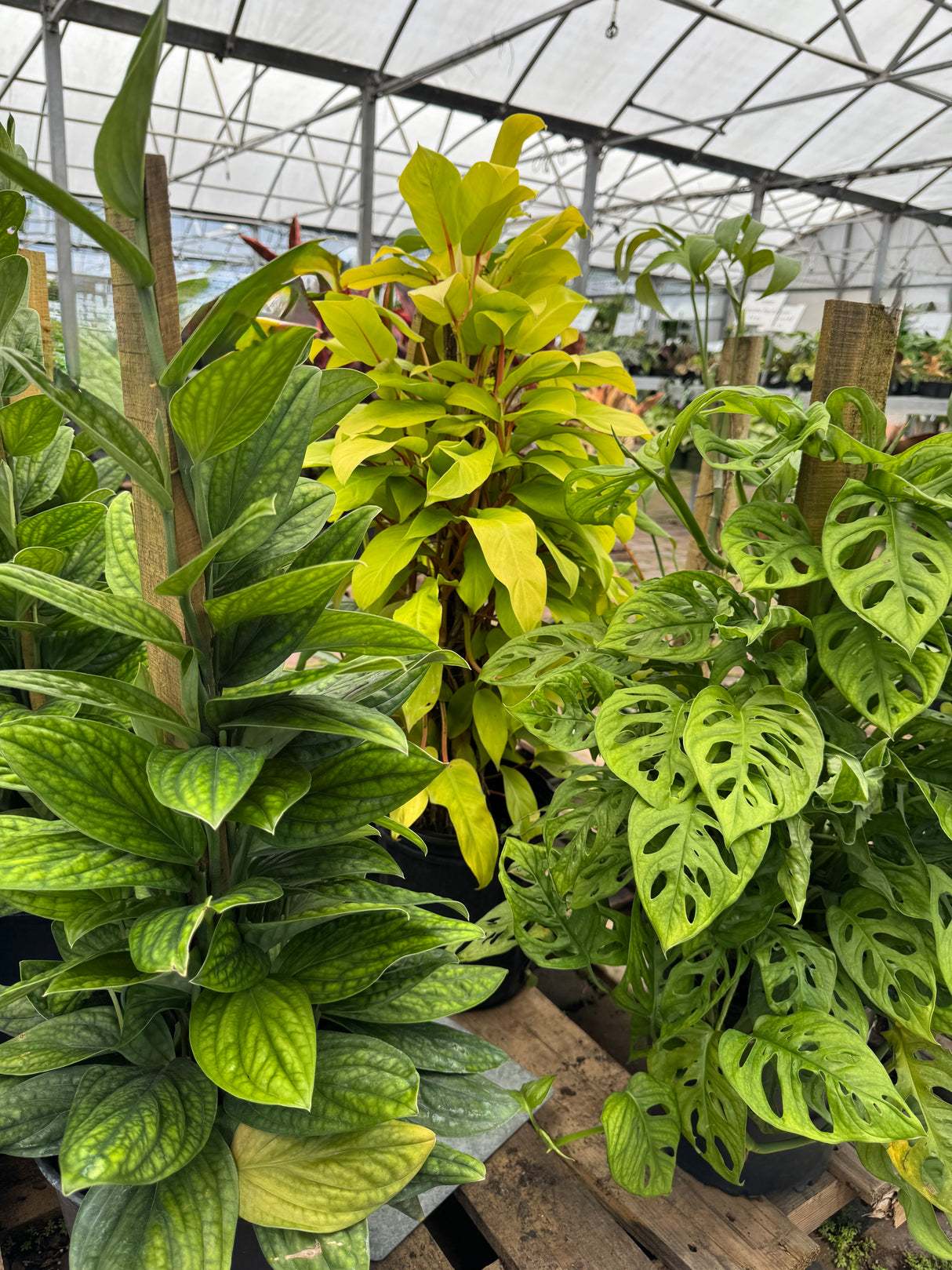 assorted Philodendron plants on totem