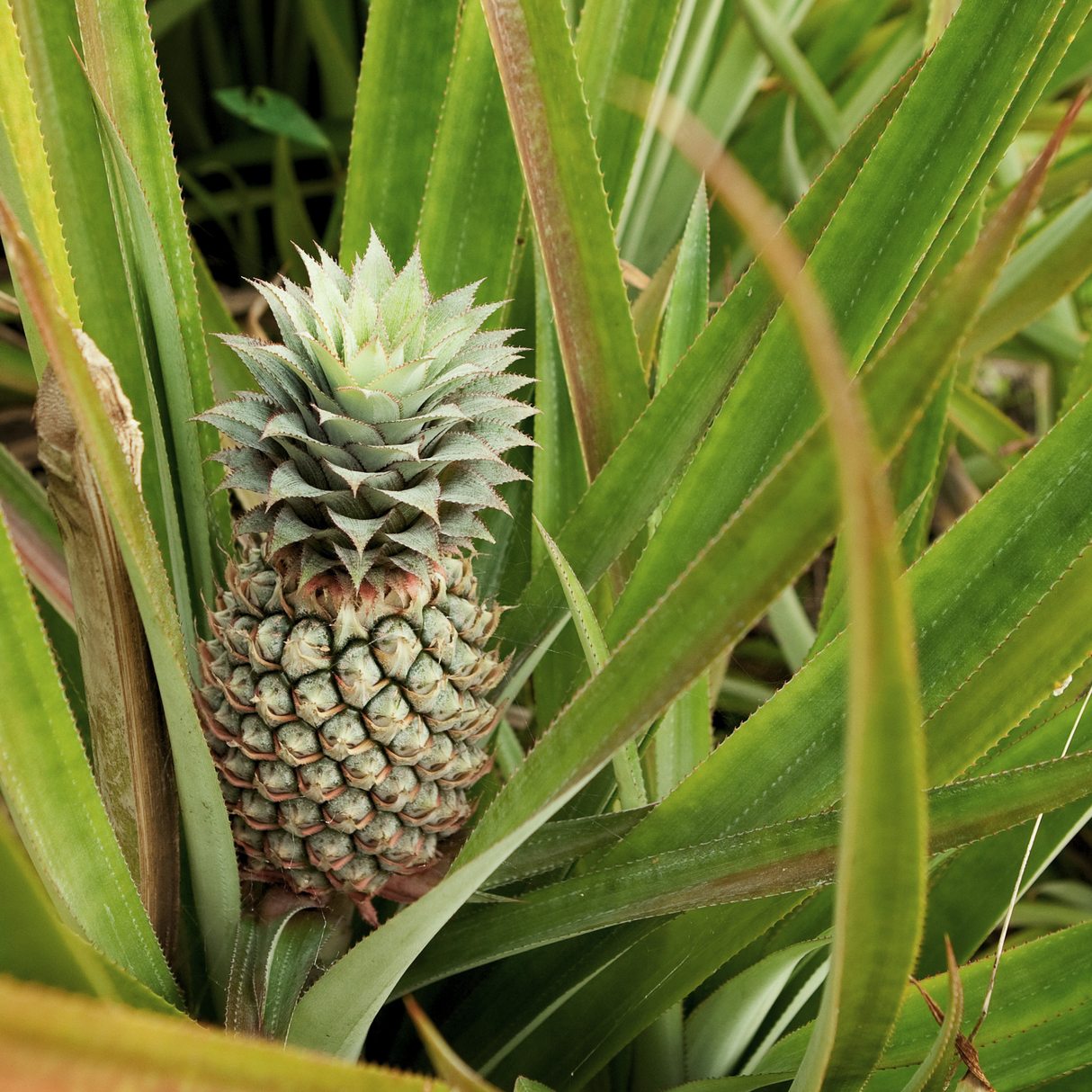 Pineapple