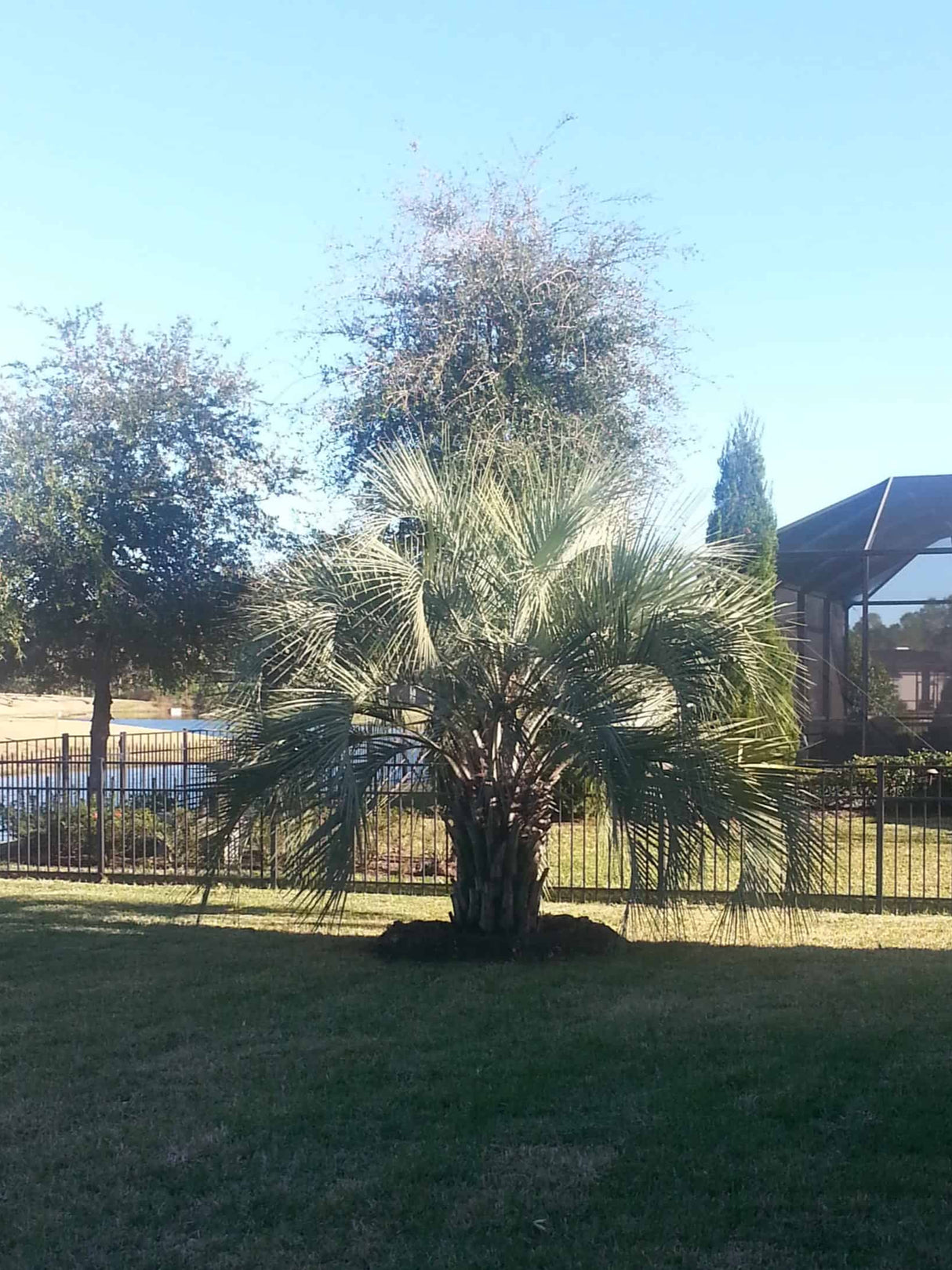 Pindo Palm in back yard