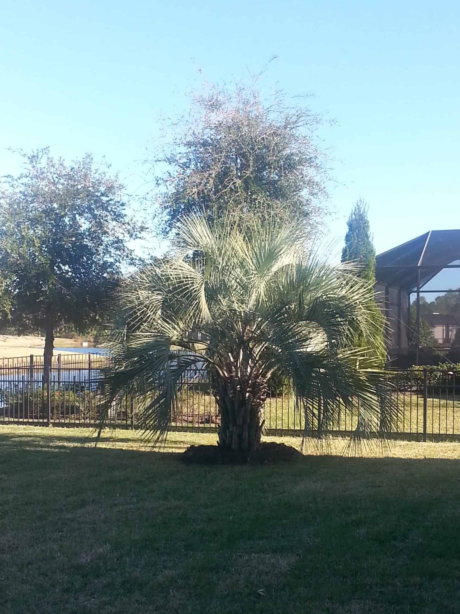 Pindo Palm in back yard