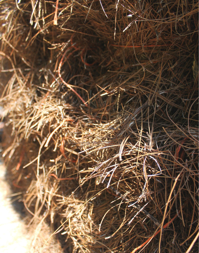 up close pine straw and rope holding it together