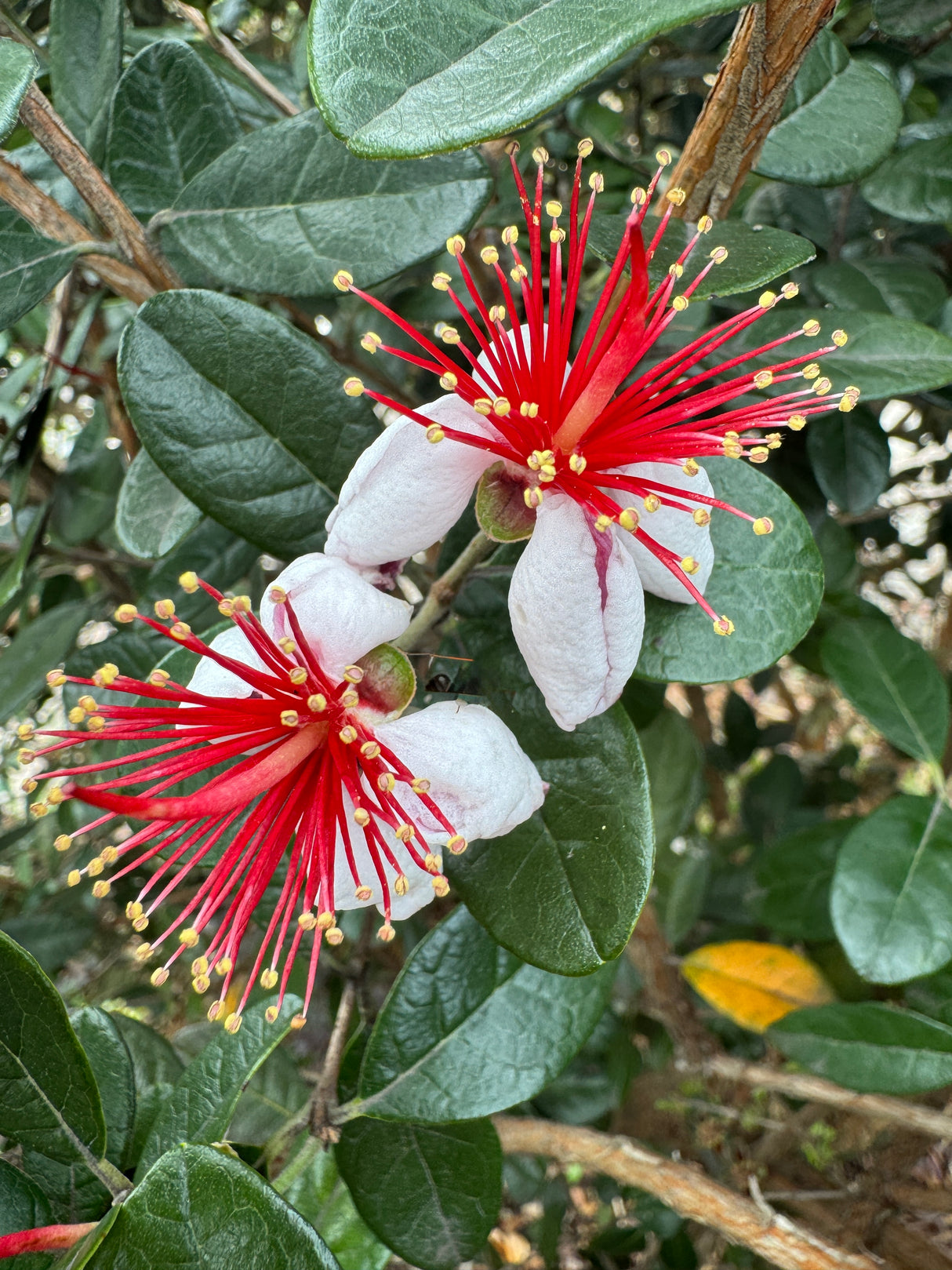 pineapple guava edible flowers