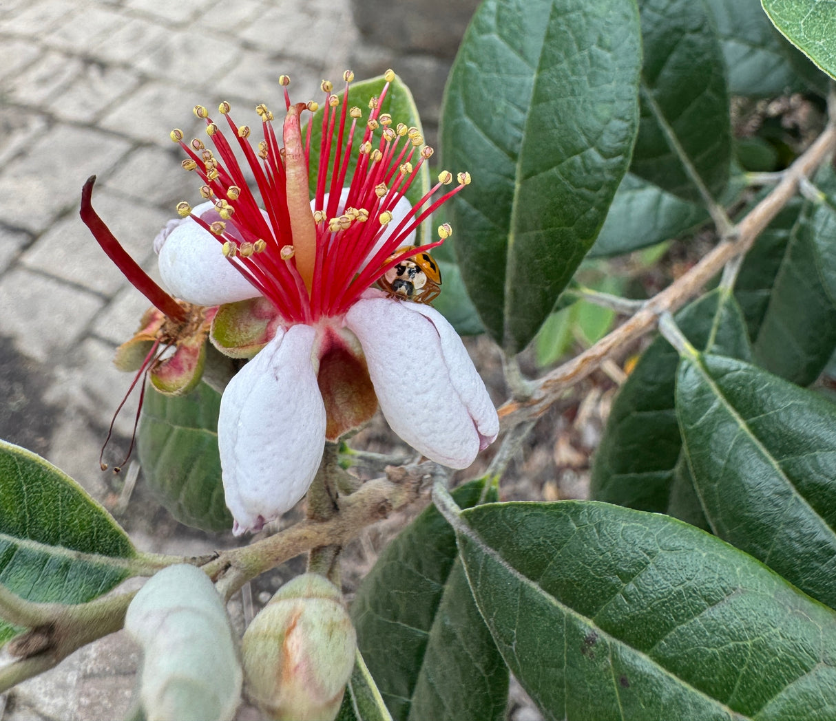 pineapple guava flower with ladybug