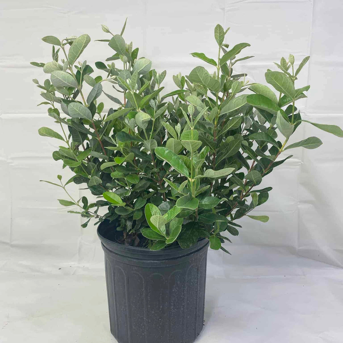 pineapple guava plant Pineapple Guava – Liberty Landscape Supply