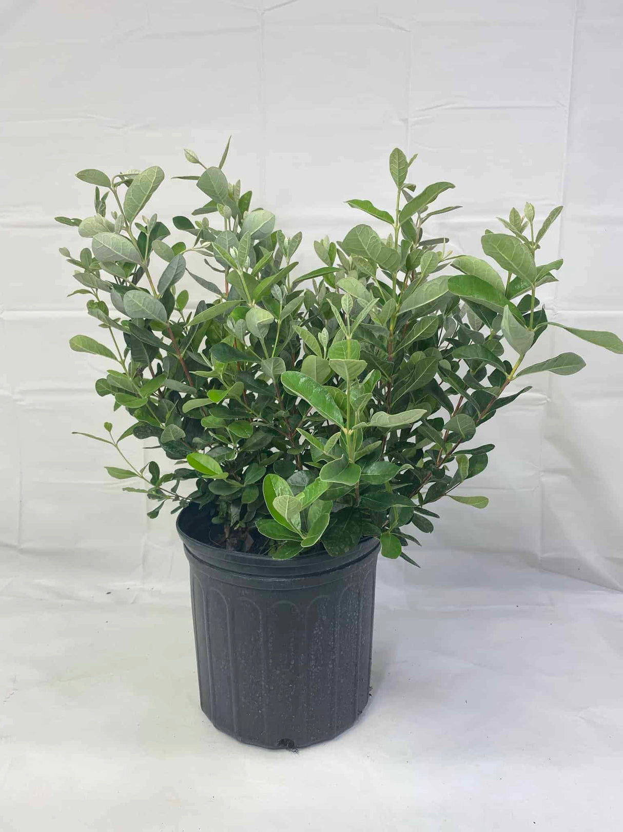 pineapple guava in three-gallon pot