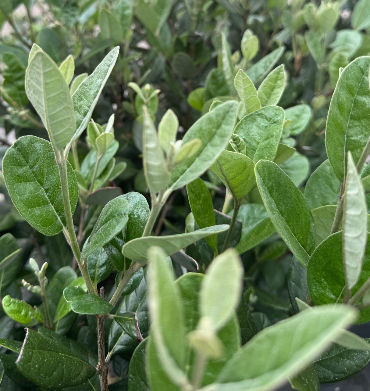 silvery leaves of pineapple guava