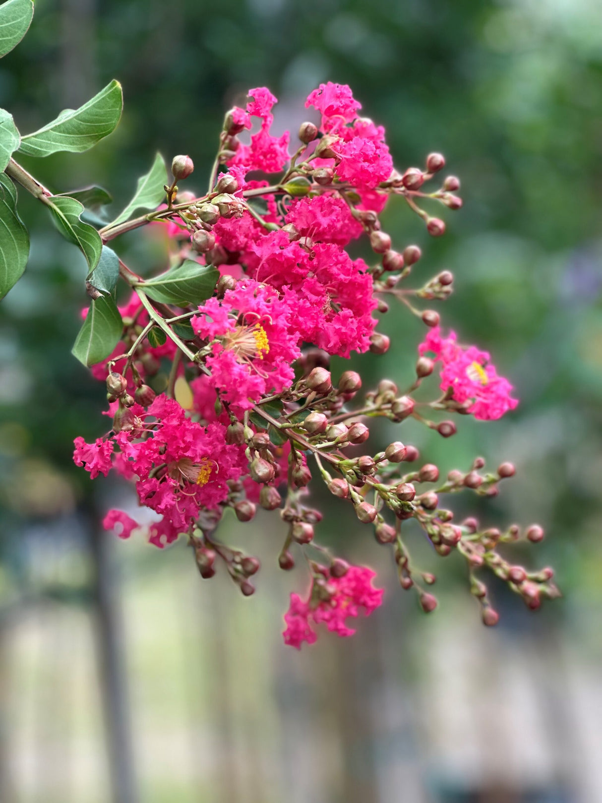 Crape Myrtle