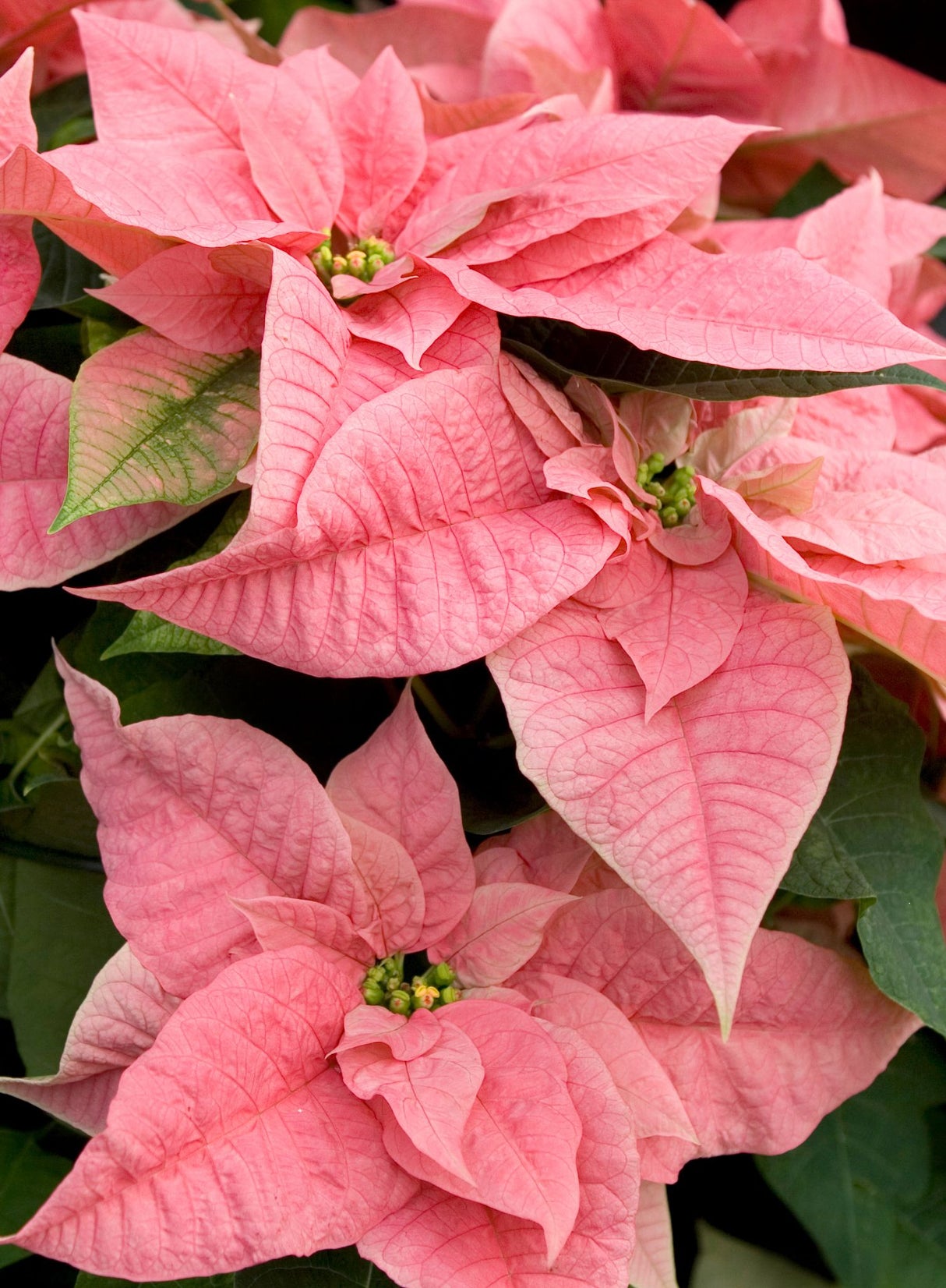 Close-up of pink poinsettia flowers with green leaves.