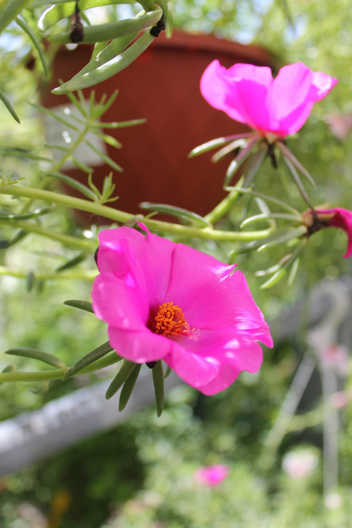 Hanging Baskets