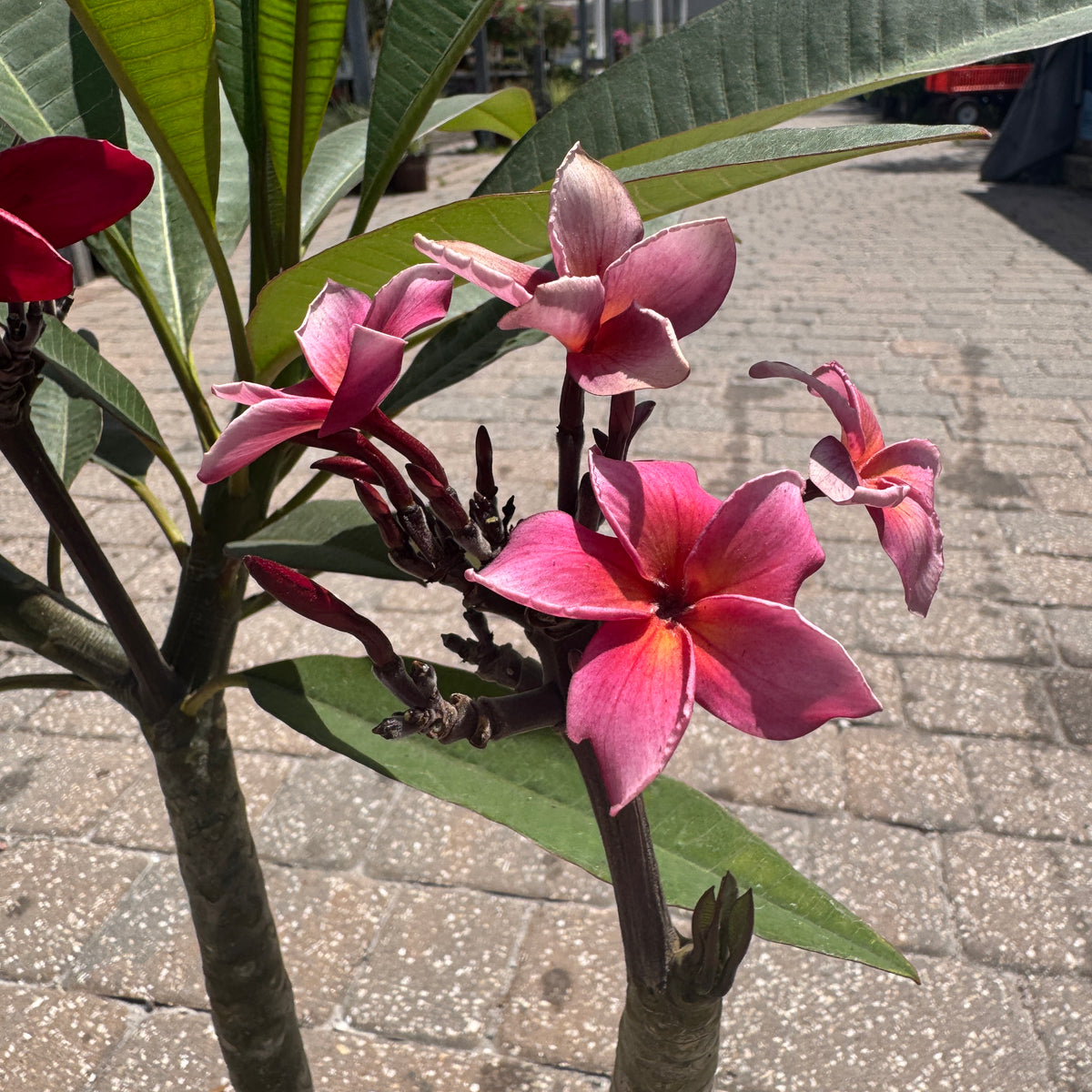 Plumeria – Liberty Landscape Supply