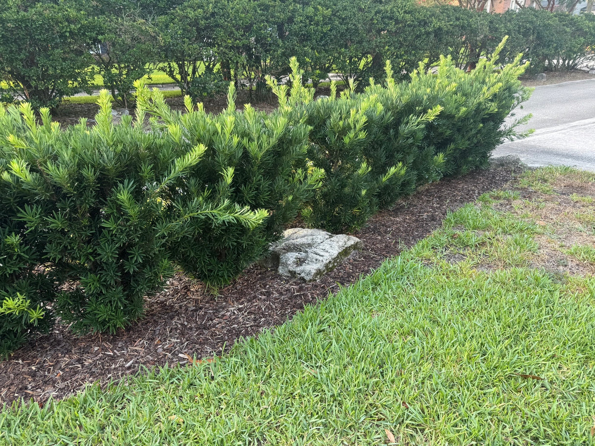 Podocarpus Pringle