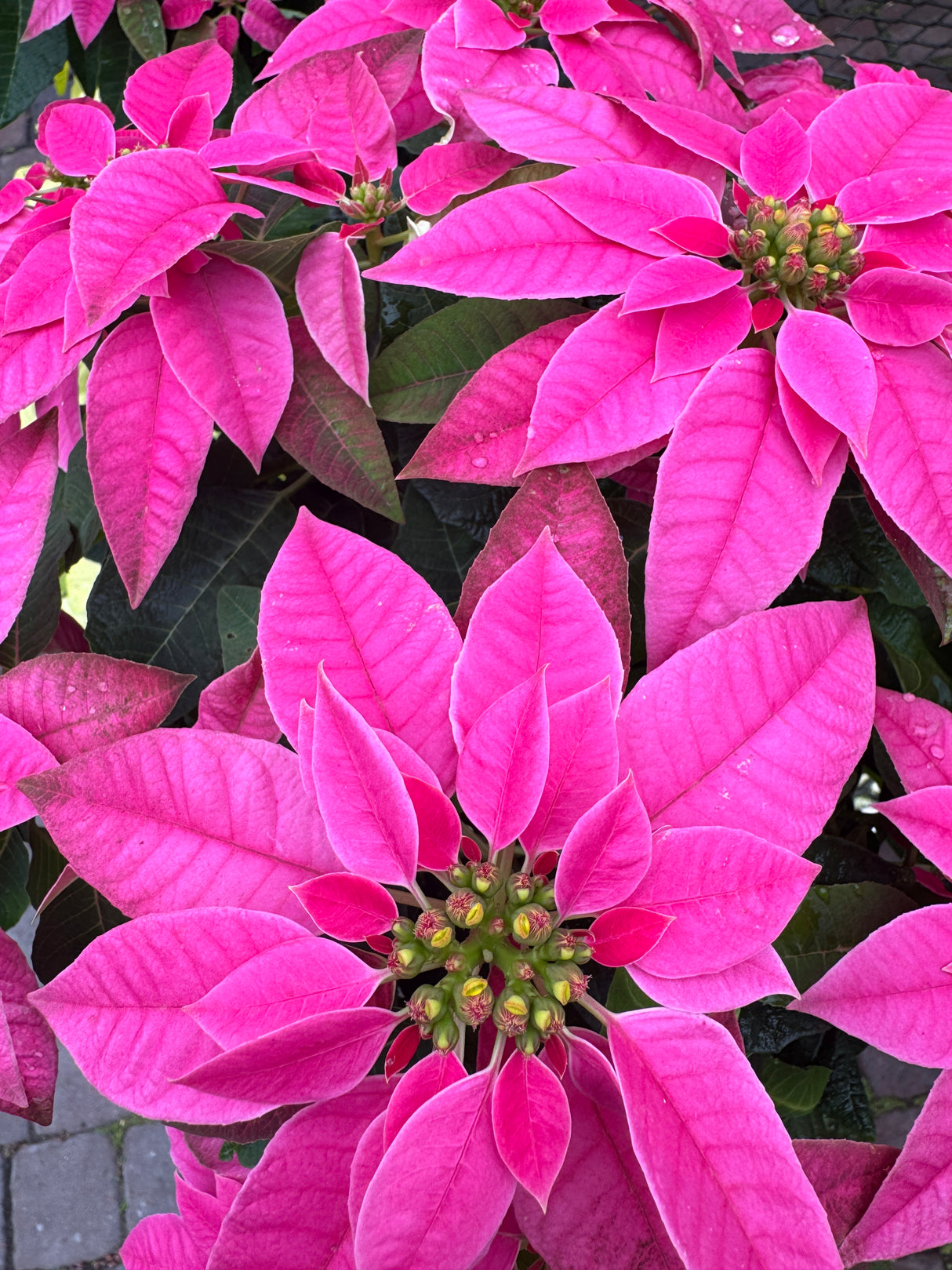 Poinsettia Pink