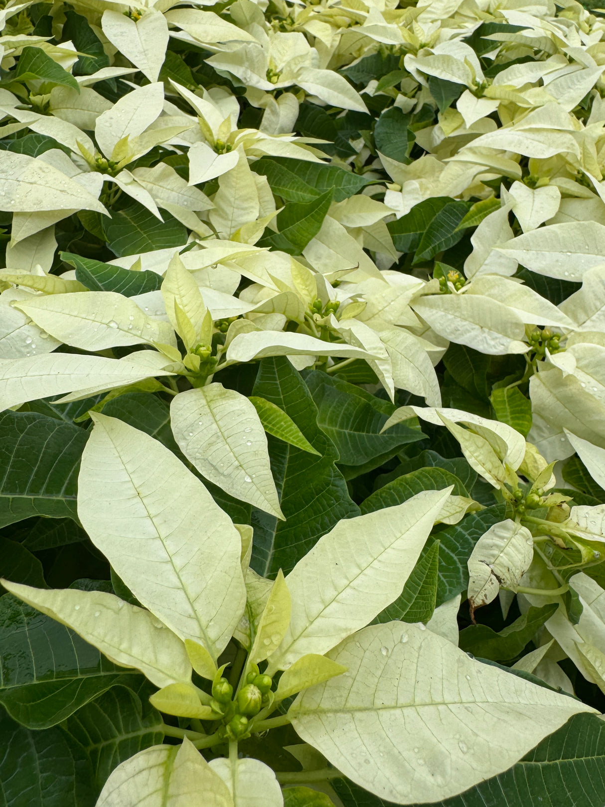 Poinsettia White