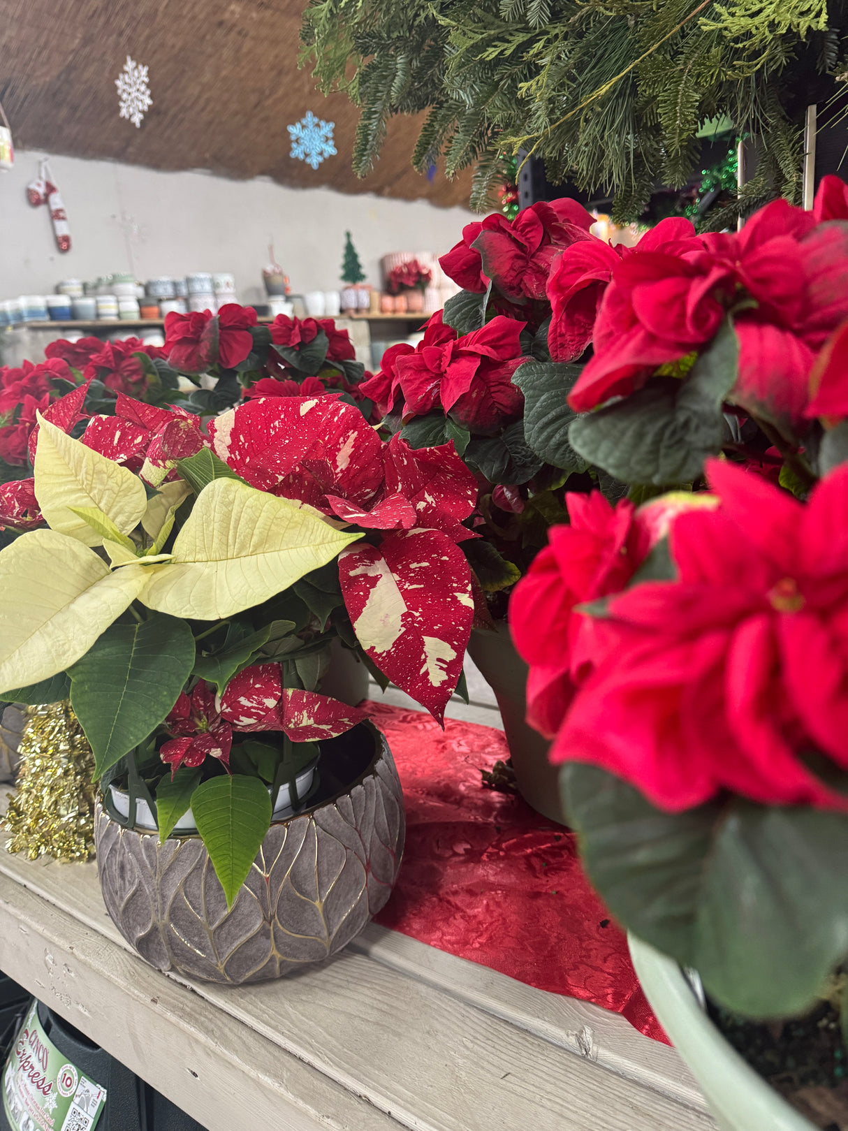 Poinsettia Specialty