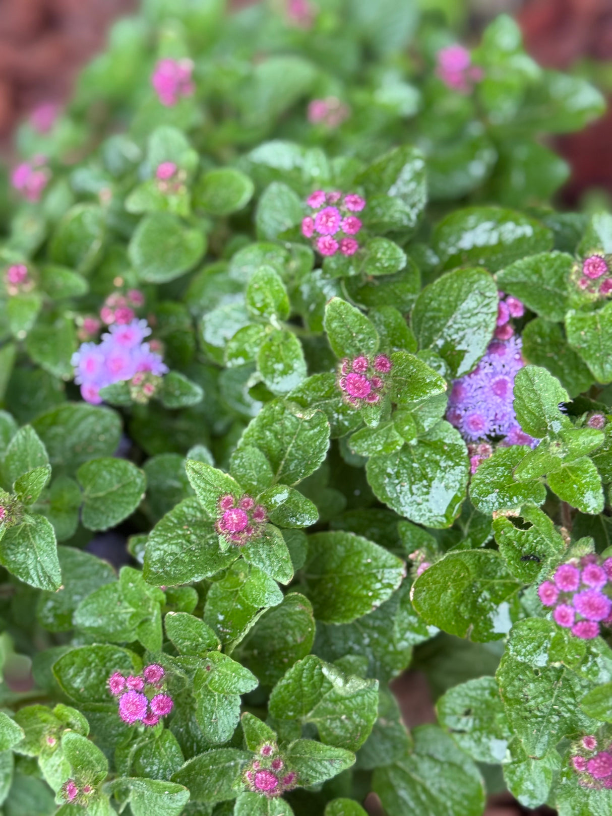 Close-up of green leaves with small pink flowers