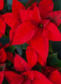 close up of red poinsetta flower