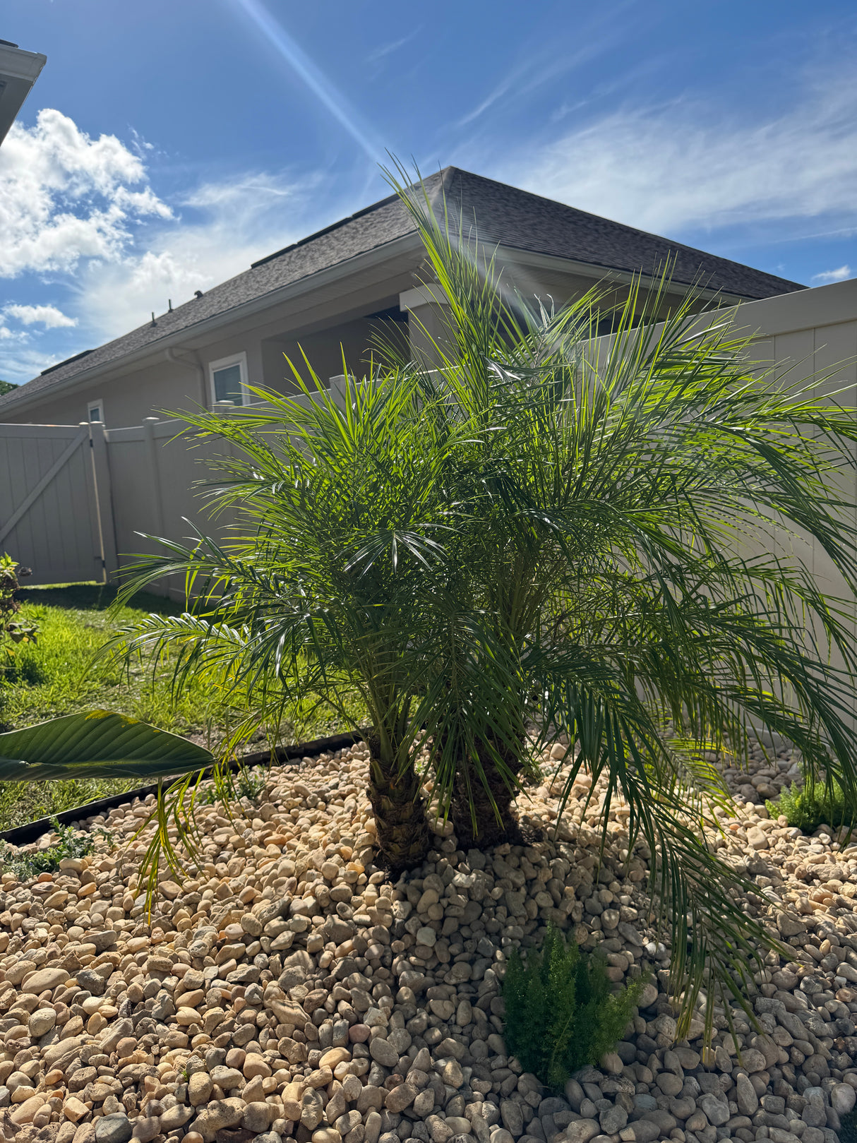 Palm tree in front of a building with a clear blue sky