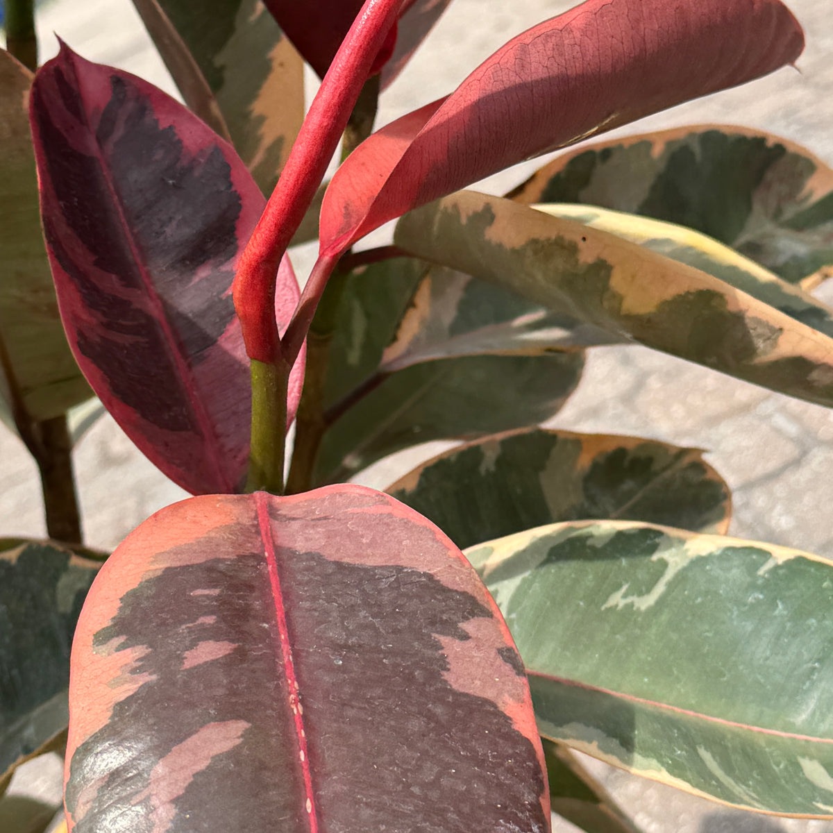 pink disease of rubber tree Rubber Tree – Liberty Landscape Supply