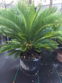 Potted Sago Palm plant with a deep green crown of fronds.