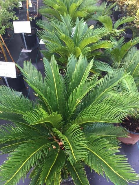 King Sago Palms at Liberty nursery
