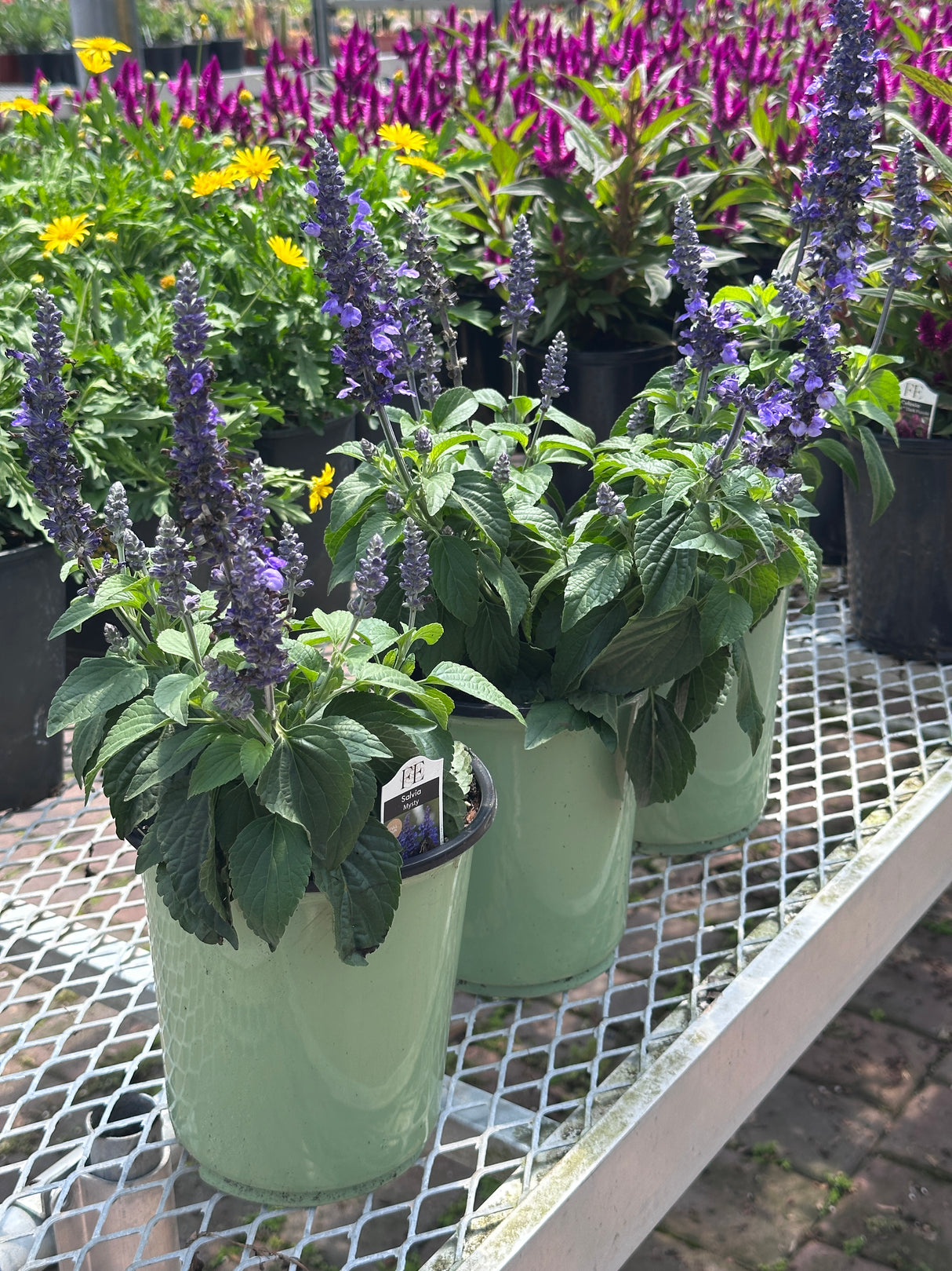 salvia plant at nursery