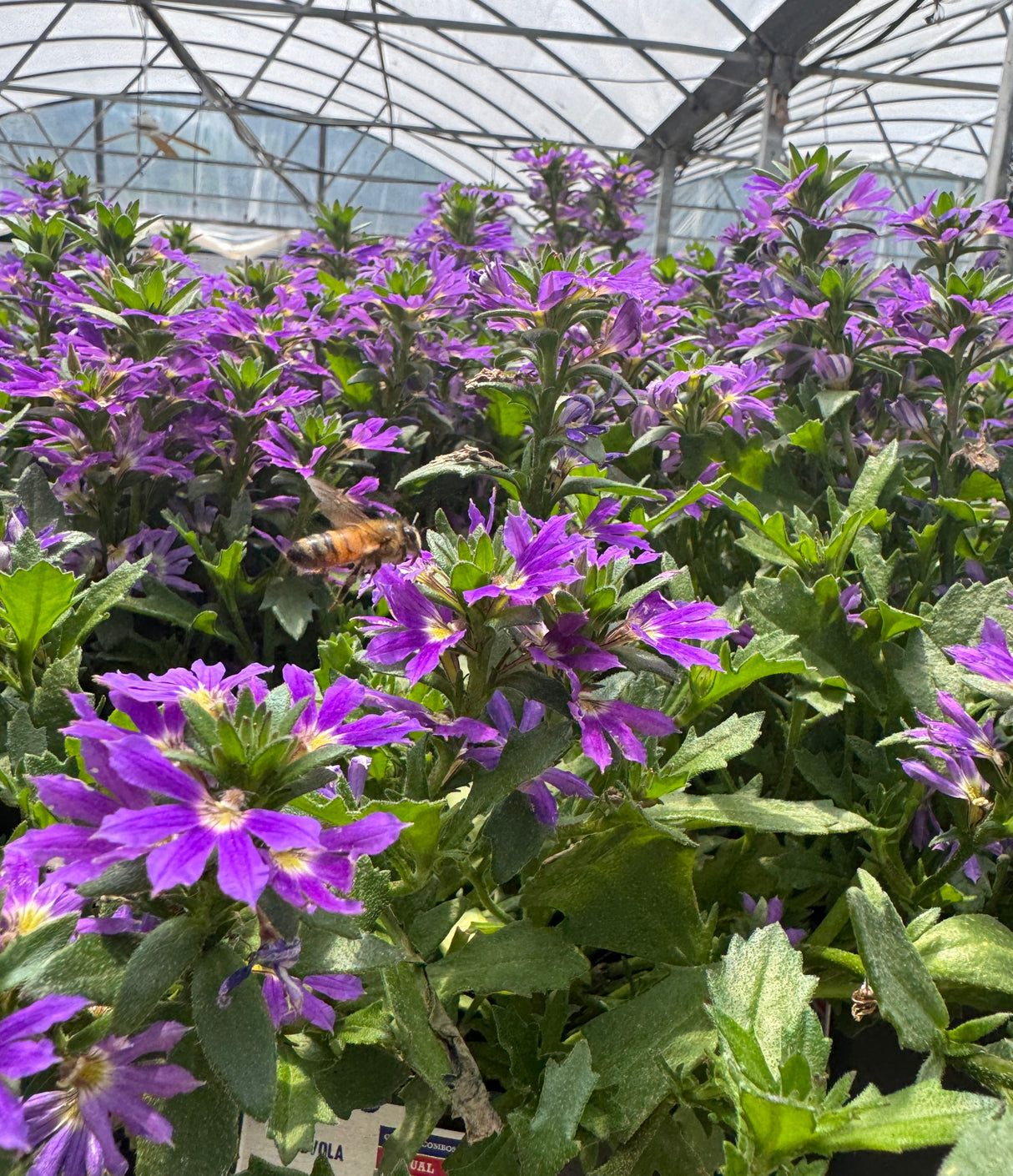 Scaevola pollinator flower with bee