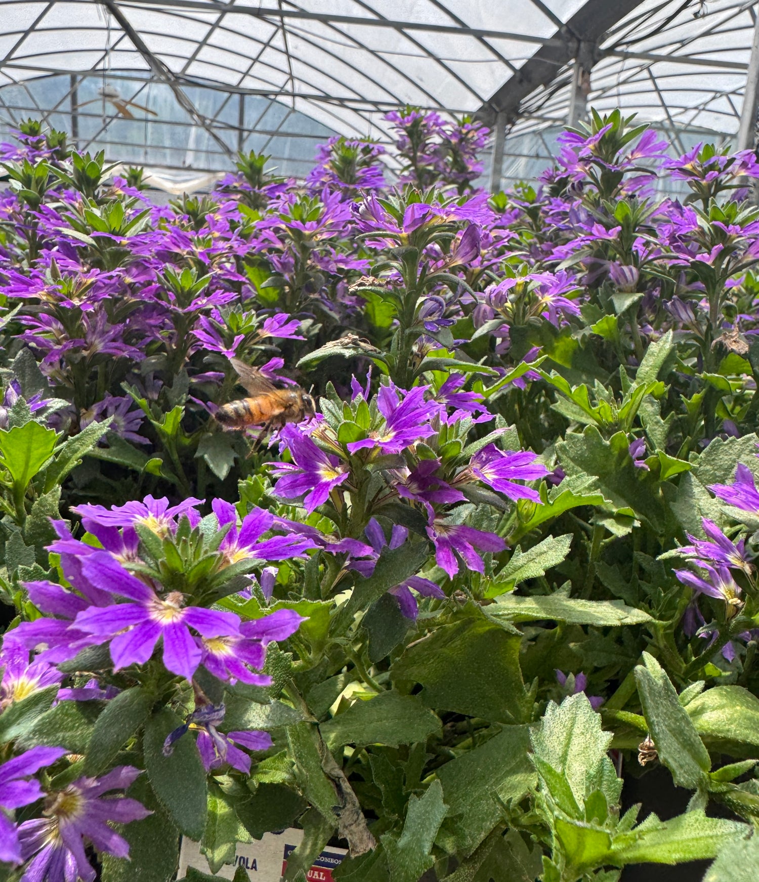 Scaevola pollinator flower with bee
