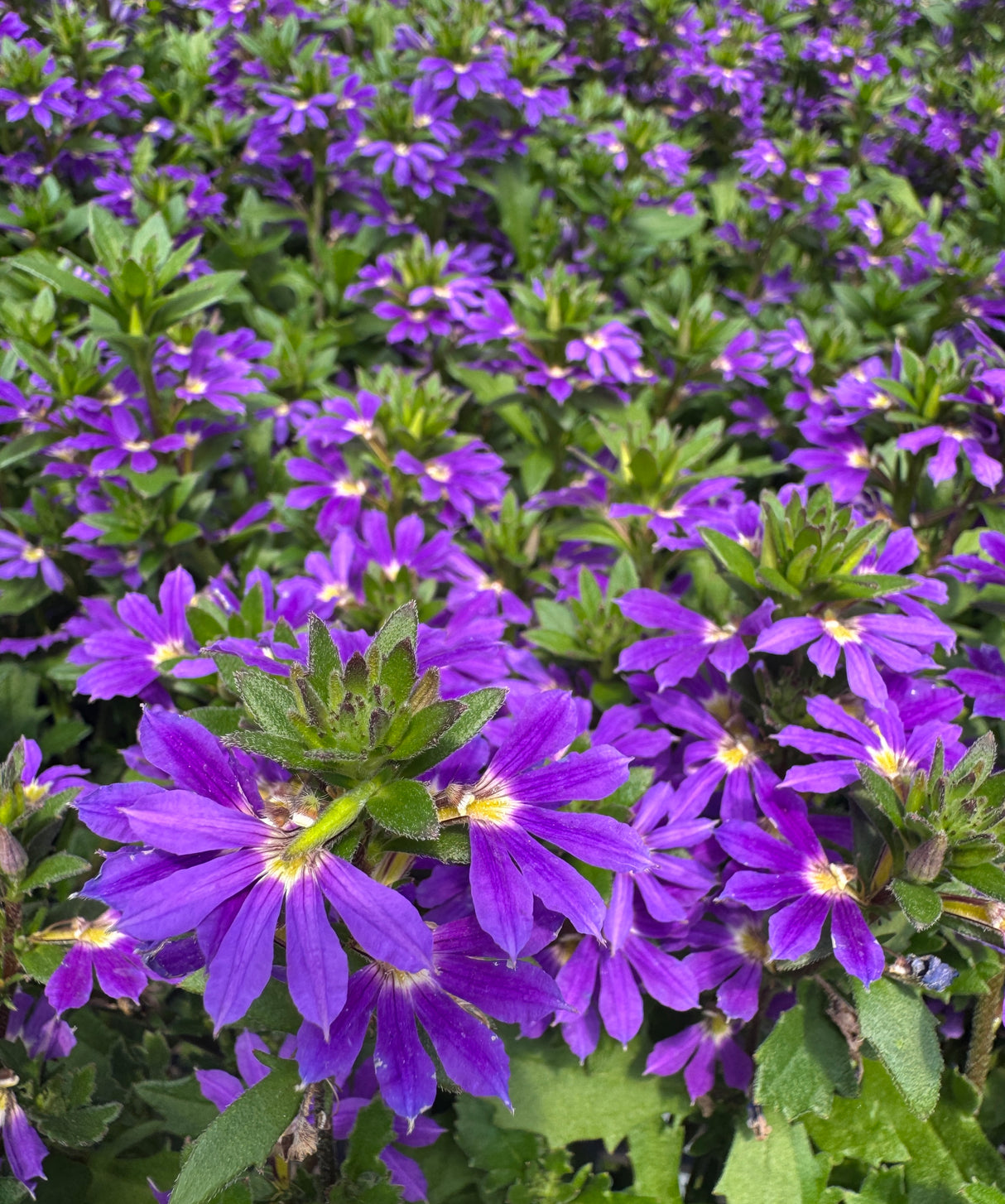 purple fan flowers of Scaevola