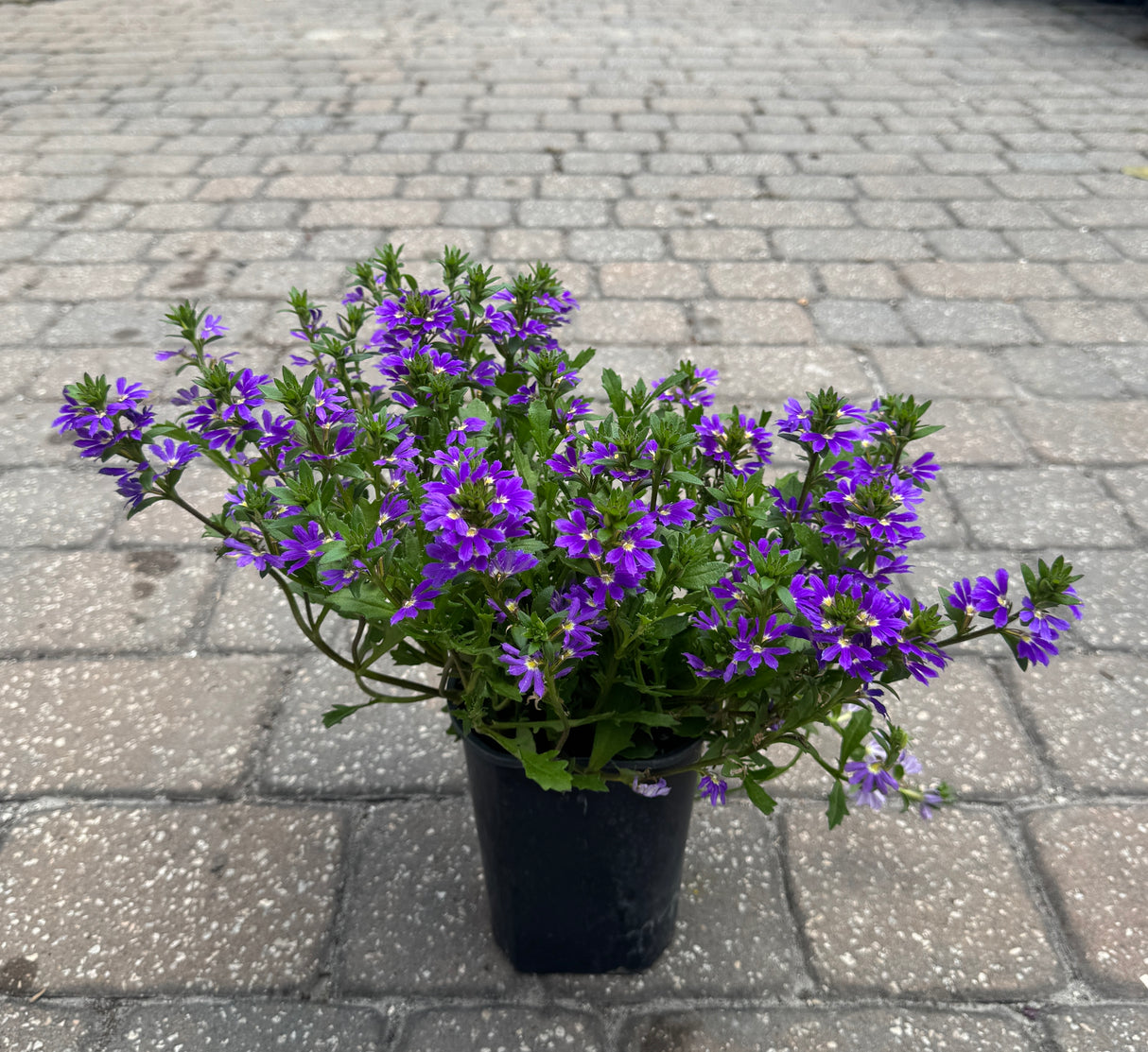fan flower Scaevola in four-inch pot at Liberty
