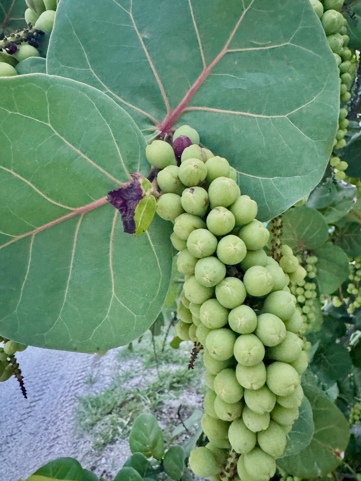 Green berries on a plant with large leaves