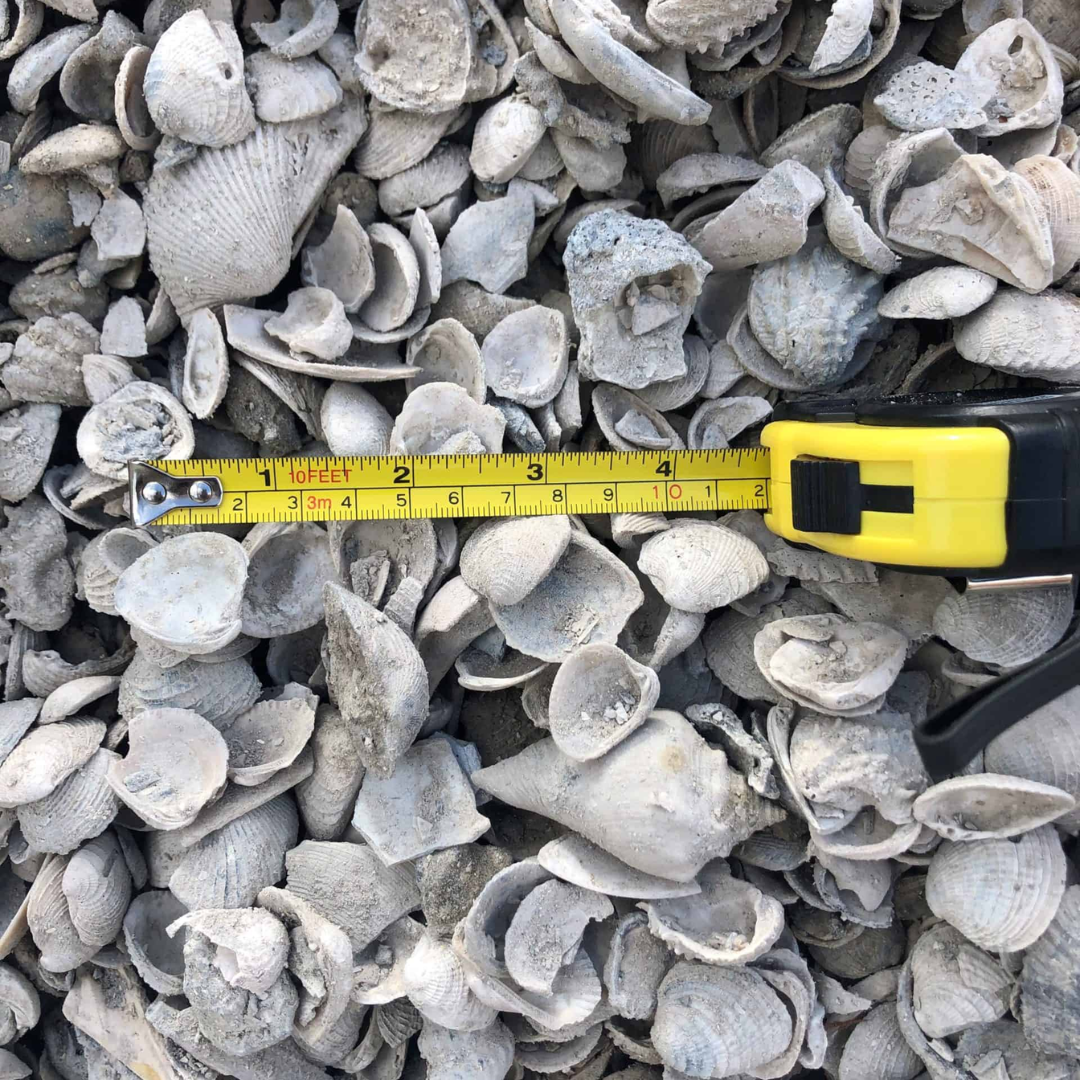 white shell compared to yellow measuring tape