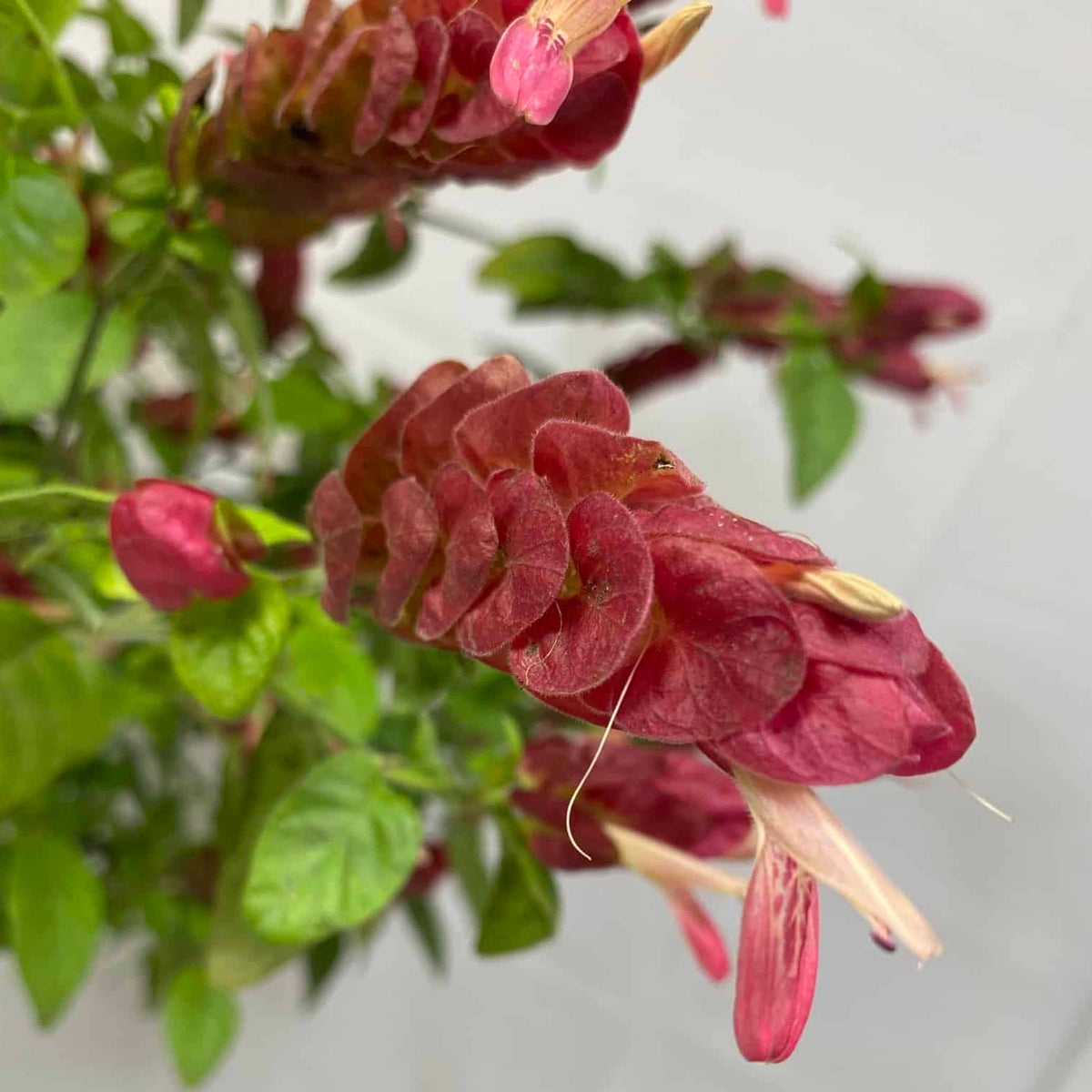 shrimp plant seeds Shrimp Plant – Liberty Landscape Supply