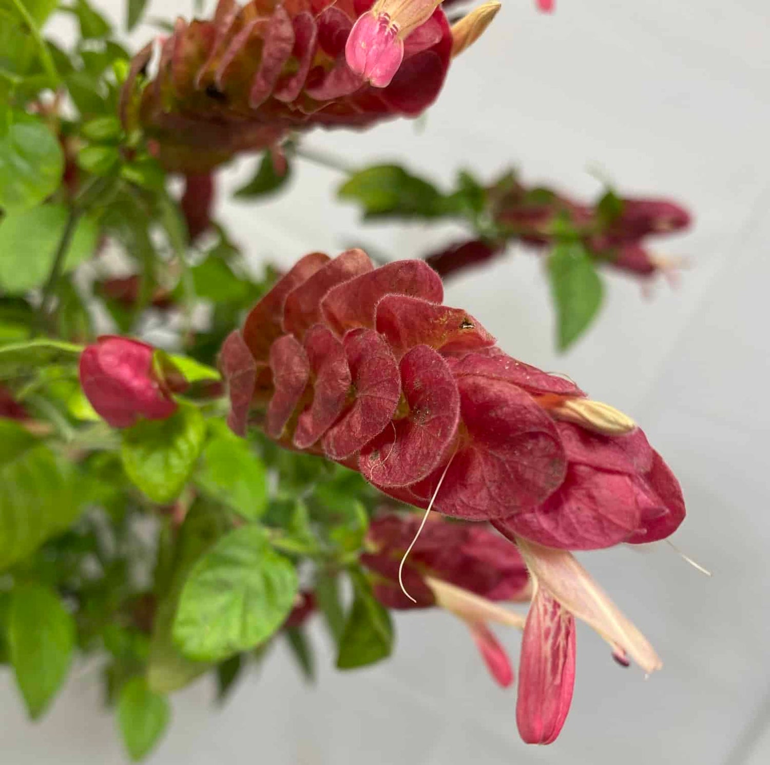 red Shrimp plant bloom with green leaves