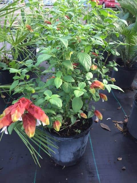 Shrimp plant in 3-gallon container