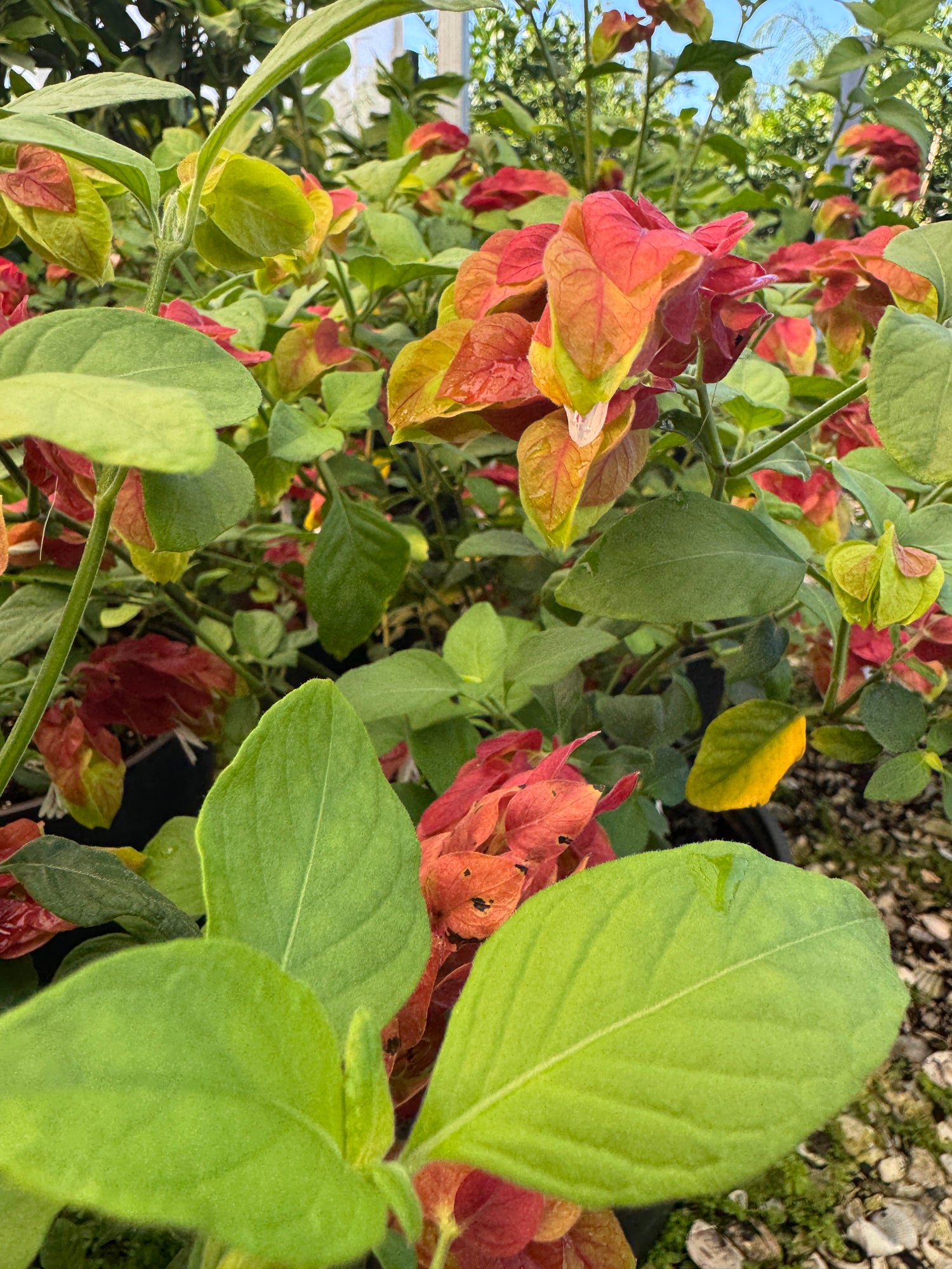 Shrimp plants at Liberty Landscape Supply nursery