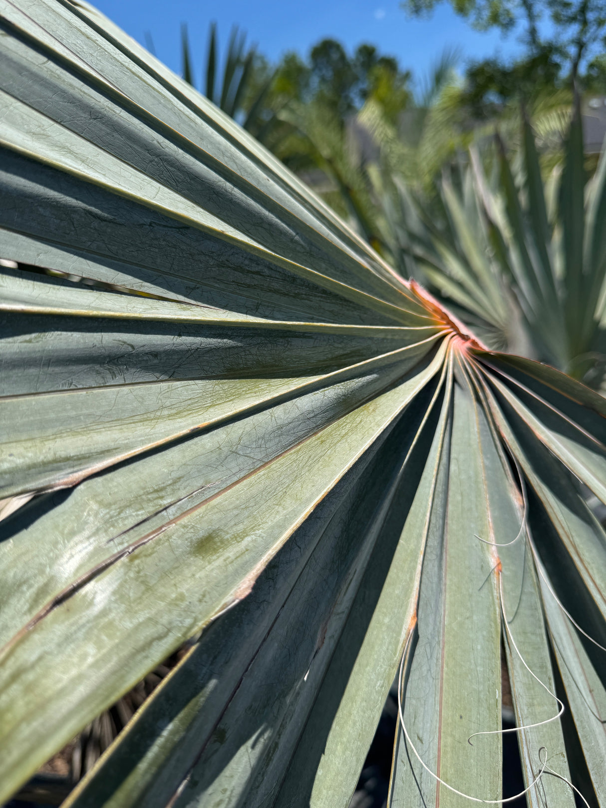 up-close shot of the Silver Saw Palmetto frond