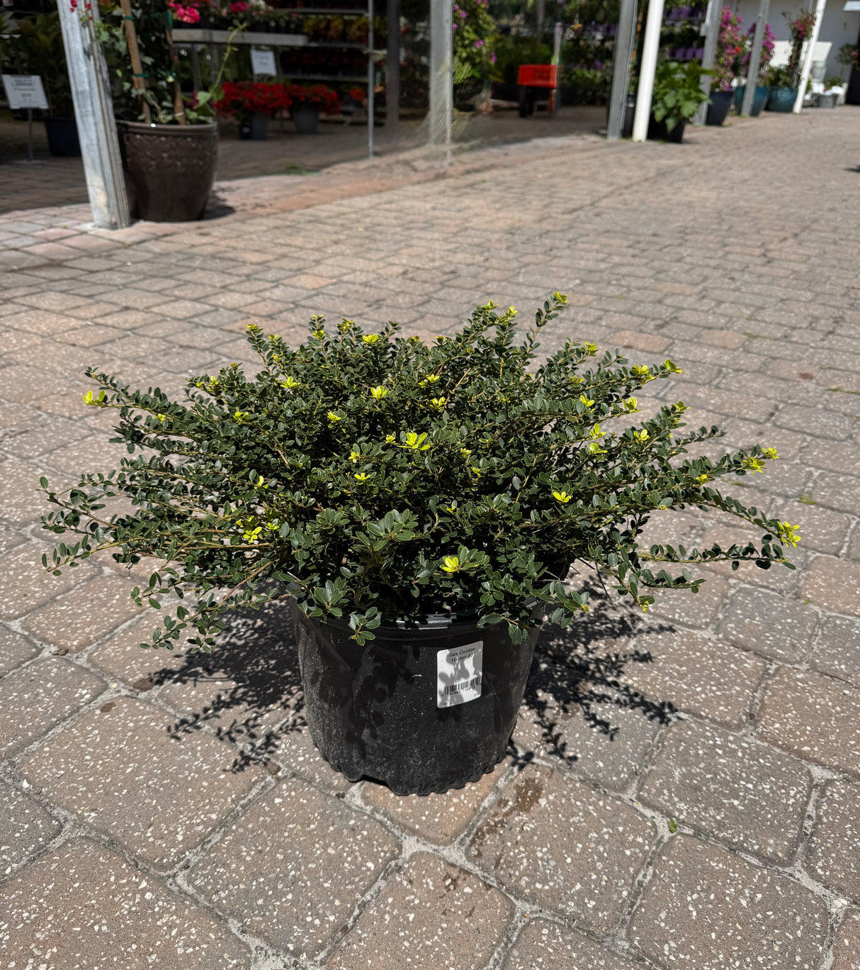 Holly Specialty plant in pot