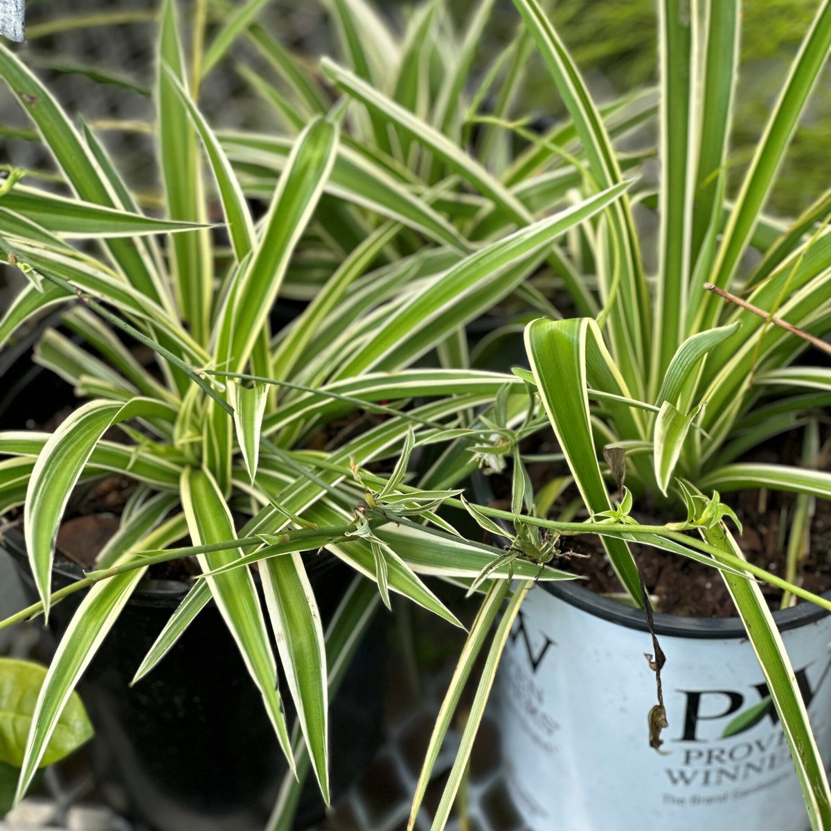 Spider Plant – Liberty Landscape Supply