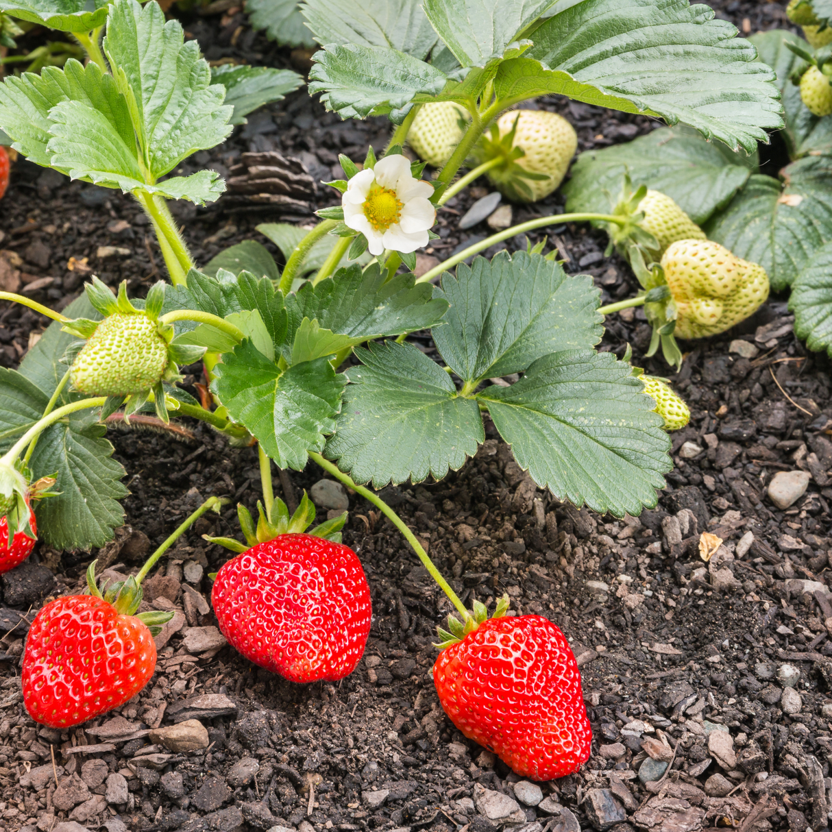 Strawberry