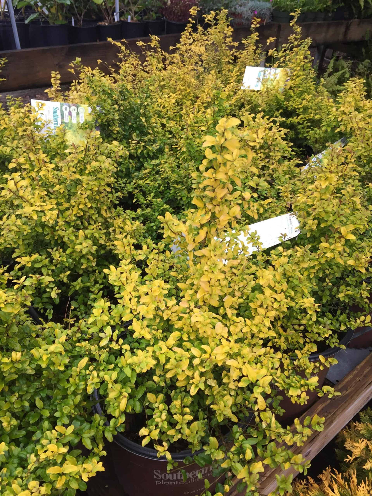 yellow and green leaved shrub in pot