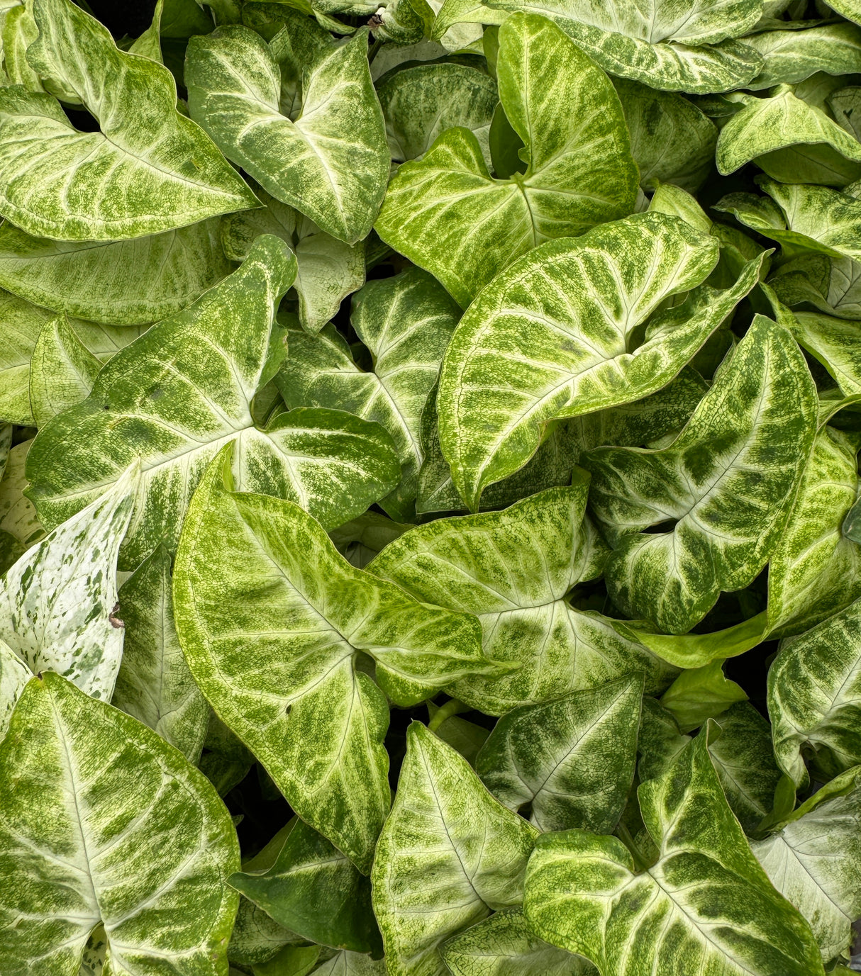 white and green Syngonium leaves